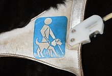 Blindenhund Logo - Foto: picture alliance / dpa