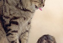 Katze mit Ratte - Foto: Ursula D&uuml;ren