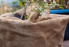 K&uuml;belpflanze - Foto: Andrea Warnecke