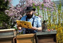Sebastian Laubach, Justizbeamter in der JVA Remscheid, kontrolliert einen Bienenstock. In NRW werden H&auml;ftlinge im Kampf gegen das Bienensterben aktiv. - picture alliance