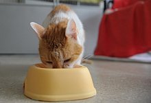 Katze beim Fressen - Foto: Soeren Stache