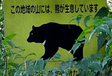 B&auml;ren in Japan - Foto: picture alliance / dpa-tmn