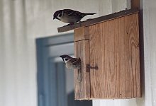 Nistkasten - Foto: Carsten Rehder/dpa