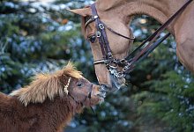 Pferd und Pony - Foto: Steve Parsons