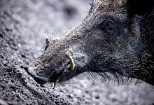 Wildschwein - Foto: Jens B&uuml;ttner/dpa-Zentralbild/dpa-tmn