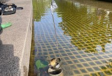 Feuerwehr rettet Entenk&uuml;ken - --/Feuerwehr Frankfurt/dpa