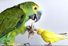 Papagei und Wellensittich - Foto: Frank Rumpenhorst/dpa/dpa-tmn
