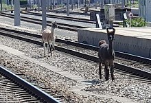 Lamas auf den Gleisen - Unbekannt/&Ouml;BB/APA/dpa