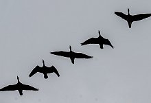 Wildg&auml;nse - Monika Skolimowska/dpa-Zentralbild/dpa