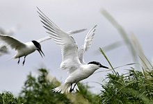 Brandseeschwalbe - Harro M&uuml;ller/dpa