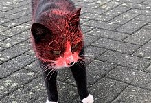 Tierquälerei - 1 - 1 - 1 - Privat