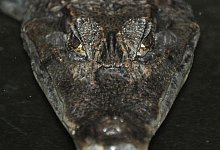 Alligator - Foto: Boris Roessler/dpa/Symbolbild