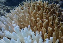 Korallenbleiche in Westaustralien - Declan Stick/AUSTRALIAN INSTITUTE OF MARINE SCIENCE/AAP/dpa