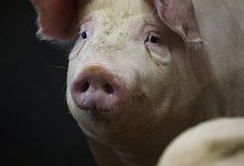 Unsichere Zeiten kommen auf die Schweine zu: Die Schweinepest k&ouml;nnte auch die Tiere in den heimischen St&auml;llen erreichen. - J&ouml;rg Stuke