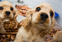 Endstation Quarantäne - Daniel Karmann/dpa/dpa-tmn