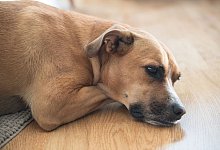 Kranker Hund - Robert G&uuml;nther/dpa-tmn/dpa