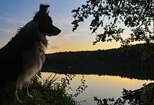 Hund in der Natur - Foto: Patrick Pleul/dpa