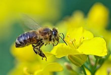 Sommerliche Temperaturen k&ouml;nnen f&uuml;r Bienen gef&auml;hrlich werden. Garten- oder Balkonbesitzer sollten eine flache Wasserschale aufstellen. - Patrick Pleul/dpa