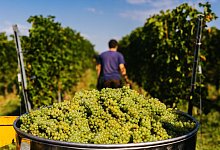 Reben f&uuml;r die Zukunft? Was hinter PIWI-Weinen steckt - Philipp von Ditfurth/dpa