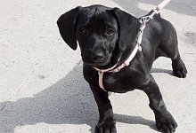 Labrador - Foto: Andrea Warnecke/dpa-tmn