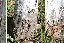 thumbnail_Baumschaden Bunsenstra&szlig;e - Willi Hennebr&uuml;der