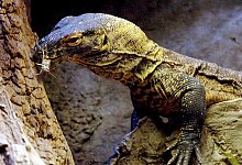 Komodo-Waran - Foto: epa efe Garriga