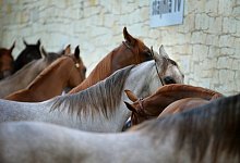 Pferde - Symbolfoto: Pixabay