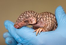 Schuppentier-Nachwuchs im Prager Zoo - Miroslav Bobek/Zoo Prag/dpa