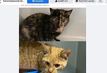 Auf Facebook bittet der Bielefelder Tierschutzverein um Hinweise auf die Herkunft der Katzen.