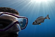 Fische k&ouml;nnen Menschen unterscheiden - -/Ma&euml;lan Tomasek/dpa