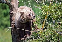 Braunb&auml;r im Wildpark - Lino Mirgeler/dpa