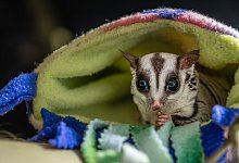Sugar Glider - eine subtropische Beuteltierart - Marc Jeworrek/Deutscher Tierschutzbund/dpa