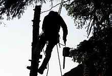 Ein Holzfäller beseitigt einen Baum - Foto: Klaus-Dietmar Gabbert/dpa-tmn