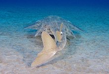 Klimawandel gefährdet Meerengel - Michael J Sealey/Eurekalert/dpa