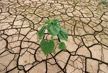 Risse im Ackerboden - Foto: Karl-Josef Hildenbrand/dpa