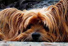 Yorkshire - Symbolbild: Pixabay