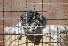 Tierheim - Martin Schutt/dpa