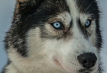Rassetypisch hat ein Husky einen starken angeboren Jagdtrieb. - Symbolfoto Pixabay
