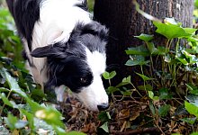 Hund schnüffelt im Gebüsch - Maurizio Gambarini/dpa/dpa-tmn