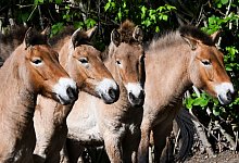 Przewalski-Pferde im Tierpark Berlin - Jens Kalaene/dpa