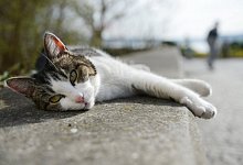 Kennzeichnungspflicht f&uuml;r Hunde und Katzen - dpa