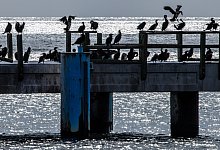 Komorane auf der Seebrücke - Jens Büttner/dpa