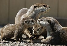 Zwergotterbabys mit ihren Eltern. - -/kyodo/dpa/Symbolbild