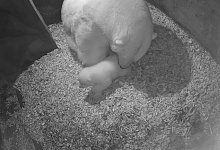 Eisb&auml;r-Nachwuchs im Zoo Hannover - Foto: --/Erlebnis-Zoo Hannover/dpa