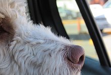Ein D&uuml;sseldorfer muss ein Bu&szlig;geld zahlen, weil er seinen Hund an einem hei&szlig;en Tag im Auto lie&szlig;. - Pixabay (Symbolbild)