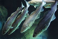 Kabeljau - Stefan Sauer/dpa-Zentralbild/dpa