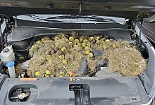 Waln&uuml;sse unter der Motorhaube - Foto: Holly und Chris Persic/AP/dpa