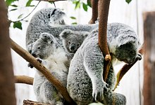 Koalas im Duisburger Zoo - Roland Weihrauch/dpa