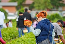 Erdbeeren zum Selberpfl&uuml;cken - Andreas Arnold/dpa