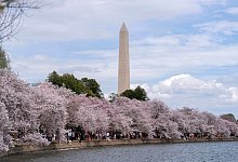 Kirschbl&uuml;ten in Washington - Jose Luis Magana/AP/dpa